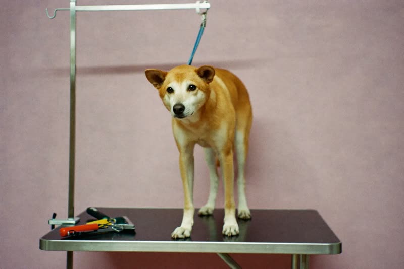 A calm dog standing on a stainless steel grooming table