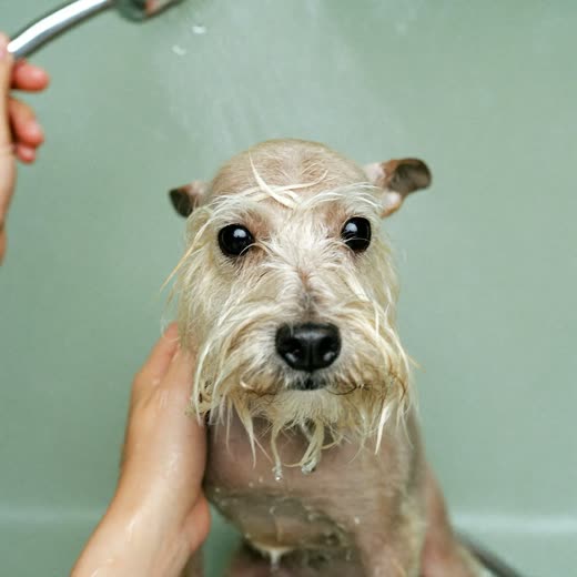 A small terrier mid-bath with a soapy wet coat
